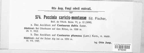 Puccinia caricis-montanae image